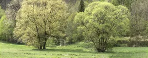 Central Europe Open Air Drucke: Willow trees (Salix) in spring