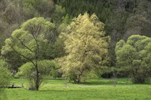 Willow Trees In Spring Drucke: Willow trees (Salix) in spring
