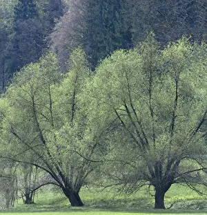 Gerahmter Druck : Weidenbäume (Salix) im Frühling. Gerahmter Druck : Weidenbäume (Salix) im Frühling.