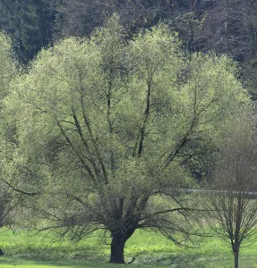 Bavarian Landscape Photography Drucke: Willow trees (Salix) in spring
