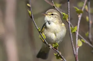 Natural Environment Birds Drucke: Willow Warbler leaf warbler, phylloscopus trochilus