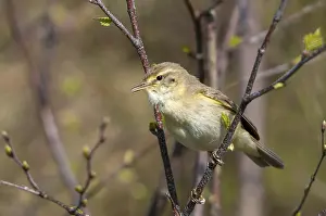 Natural Habitat Images Drucke: Willow Warbler leaf warbler, phylloscopus trochilus