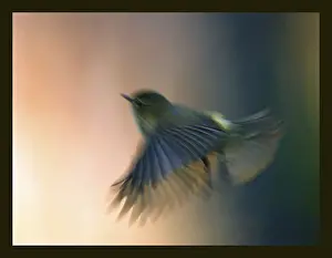 Natural Environment Birds Drucke: Willow Warbler leaf warbler, phylloscopus trochilus