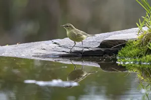 Songbirds Drinking Water Drucke: Willow Warbler leaf warbler, phylloscopus trochilus