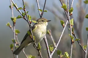 Passerine Birds Singing Drucke: Willow Warbler leaf warbler, phylloscopus trochilus