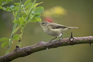 Leaf Warbler Drucke: Willow Warbler leaf warbler, phylloscopus trochilus