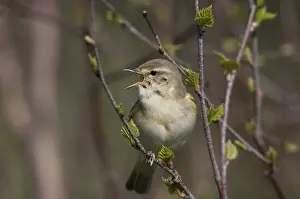 Leaf Warbler Drucke: Willow Warbler leaf warbler, phylloscopus trochilus
