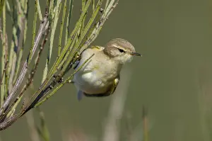 Passerine Bird Photography Drucke: Willow Warbler leaf warbler, phylloscopus trochilus