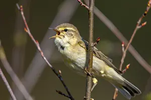 Drucke von Weisshauchsänger Blaumeise, Phylloscopus trochilus, Weisshauchsänger, Vögel, Frühling, Gesang, Passeriformes , Singen , Sperlingsvögel , springen , Vögel Verwandte Bilder Drucke: Weisstorchel Weißbauchammer, Phylloscopus trochilus.