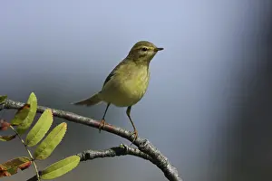 Common Chiffchaffs Drucke: Willow Warbler, Phylloscopus collybita
