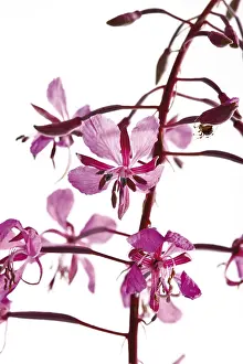 Studio Botany Drucke: Willowherbs (Epilobium)