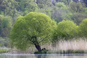 Northern Germany Waterfront Scene Drucke: Willows on the banks of the Peene in spring