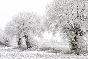 Willows In Snow Drucke: Willows in snow, winter, Vechta