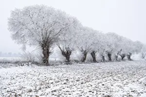 Deciduous Trees In Winter Drucke: Willows in snow, winter, Vechta