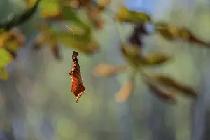Autumnal Colored Plants Drucke: Wilted leaf in autumn hangs on a thread