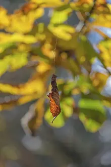 Central Europe Autumn Foliage Drucke: Wilted leaf in autumn hangs on a thread