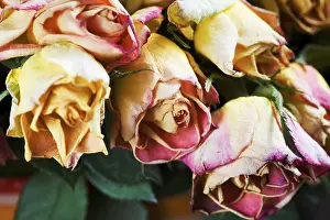 Detailed Flower Images Drucke: Wilted roses, detail