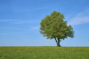 Deciduous Tree Spring Drucke: Wind beech in dandelion meadow in spring