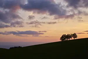 Sunset In Germany Drucke: Wind beeches at sunset with cloudy sky in spring