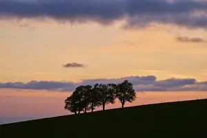 Evening Atmosphere Europe Drucke: Wind beeches at sunset with cloudy sky in spring