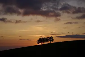 Black Forest Sunset Drucke: Wind beeches at sunset with cloudy sky in spring