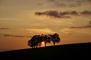 Atmospheric Evening Light Germany Drucke: Wind beeches at sunset in spring