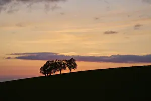 Springtime In Southern Germany Drucke: Wind beeches at sunset in spring