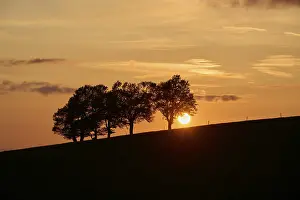 Deserted German Landscape Photography Drucke: Wind beeches at sunset in spring
