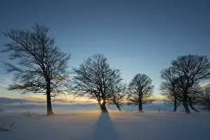 Snow Covered Trees Europe Drucke: Wind-bent beeches at sunset in winter