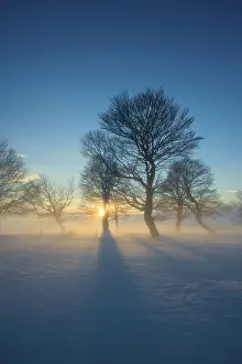 Evening Atmosphere In The Black Forest Drucke: Wind-bent beeches at sunset in winter