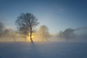Southern Germany Winter Scenery Drucke: Wind-bent beeches at sunset in winter