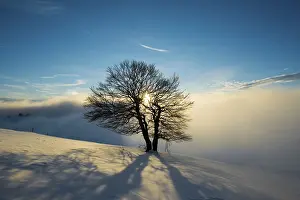 Schauinsland Landscape Drucke: Wind-bent beeches at sunset in winter