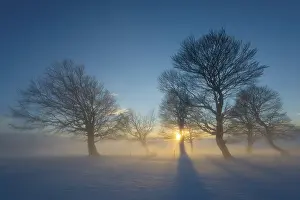 Baden Wurttemberg Winter Wonderland Drucke: Wind-bent beeches at sunset in winter