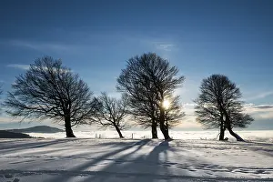 Snow Covered Forest Scene Drucke: Wind-bent beeches at sunset in winter