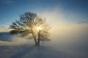 Evening Atmosphere In Nature Drucke: Wind-bent beeches at sunset in winter