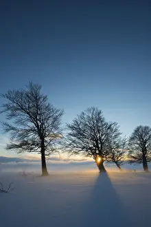 Evening Light In The Black Forest Drucke: Wind-bent beeches at sunset in winter