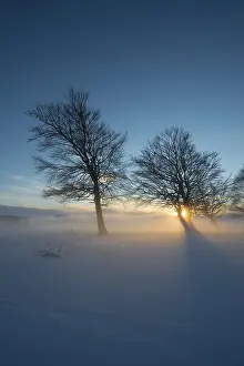 Evening Sun In Germany Drucke: Wind-bent beeches at sunset in winter