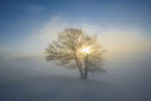 Solitary Tree In Snow Drucke: Wind-bent beeches at sunset in winter