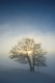 Schauinsland Winter Landscape Drucke: Wind-bent beeches at sunset in winter
