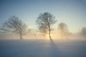 Schauinsland Mountain View Drucke: Wind-bent beeches at sunset in winter