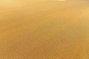 Deserted Icelandic Coast Drucke: Wind blowing over structures in the sand