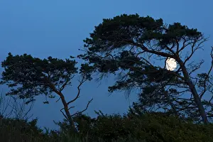 Evening Atmosphere Nature Reserve Drucke: Wind-blown trees with the moon