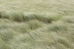 Sylt Germany Landscape Drucke: Wind blows over grass-covered dunes