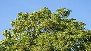 Scandinavian Nature Photos Drucke: Wind in a Maple tree (Acer platanoides) leaf and fruit in Ystad