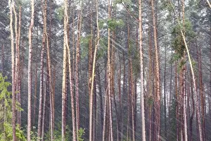 German Forest Landscape Drucke: Wind and rain in front of a forest