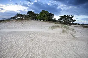 Windy Sand Dune Drucke: Wind texture on sand dune in clouded day