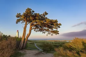 Atmospheric Evening Scene Europe Drucke: Wind van in the evening light on Hiddensee with the lighthouse