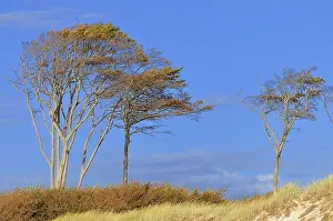 Baltic Sea Coastline Germany Drucke: Windblown beech (Fagus sylvatica) trees on beach