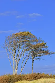 Northern Germany Nature Reserves Drucke: Windblown beech (Fagus sylvatica) trees on beach