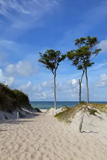 European Beech Tree Drucke: Windfighter